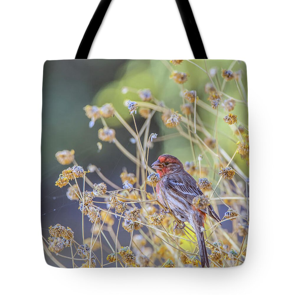 Gilbert Tote Bag featuring the photograph Male House Finch 7335 by Tam Ryan