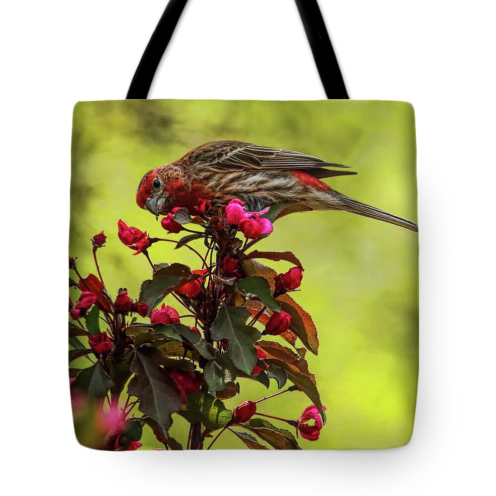 Wildlife Tote Bag featuring the photograph Male House Finch Eating Blossoms by Dale Kauzlaric