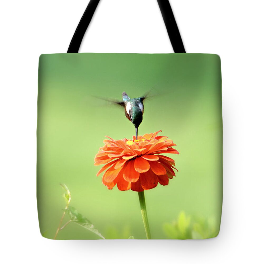 Hummingbird Tote Bag featuring the photograph Male Hummingbird by Lila Fisher-Wenzel
