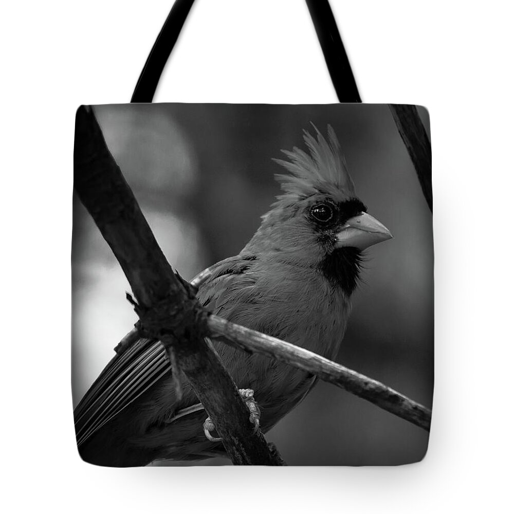 Male Northern Cardinal Tote Bag featuring the photograph Male Northern Cardinal by Bob Orsillo