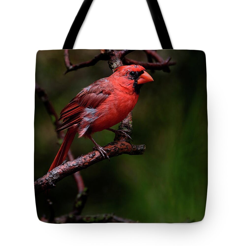 Male Northern Cardinal Tote Bag featuring the photograph Male Northern Cardinal by Debra Martz