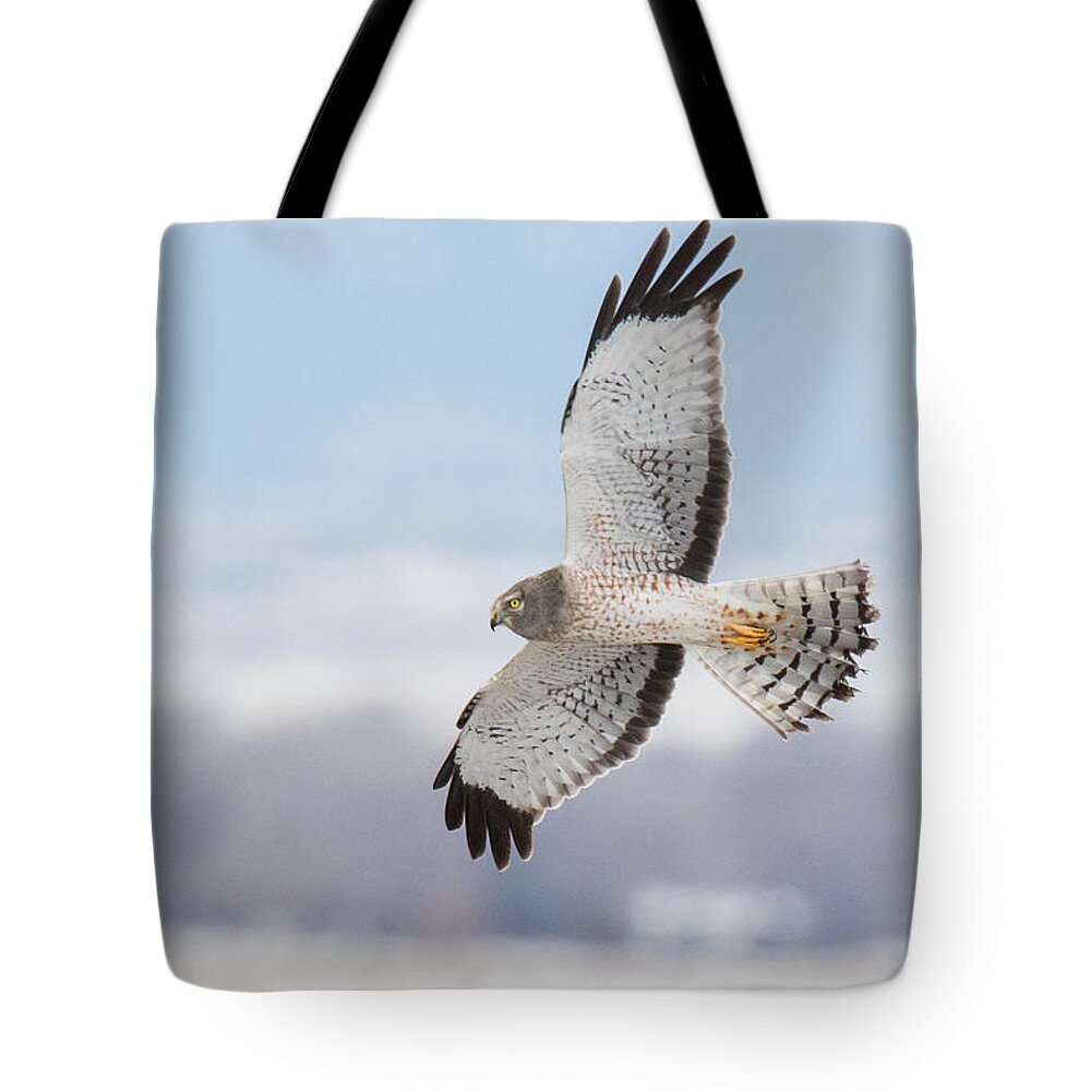 Hawk Tote Bag featuring the photograph Male Northern Harrier In Flight by Tony Hake