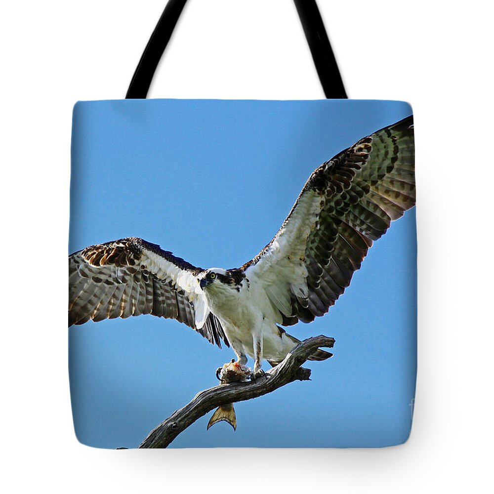 Osprey Tote Bag featuring the photograph Male Osprey by Larry Nieland