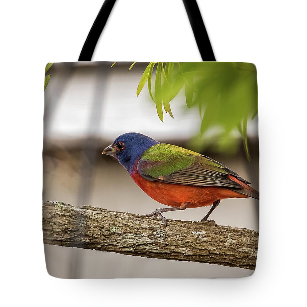 Bird Tote Bag featuring the photograph Male Painted Bunting by Norman Peay