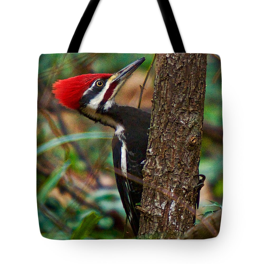 Pileated Woodpecker Tote Bag featuring the photograph Male Pileated WoodPecker by Robert L Jackson