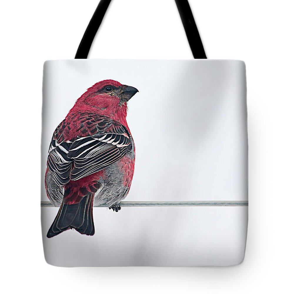 Bird Tote Bag featuring the photograph Male Pine Grosbeak by Maggie Terlecki