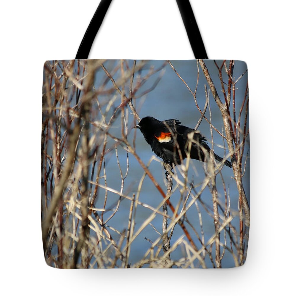 Blackbird Tote Bag featuring the photograph Male Red-Winged Blackbird 001 by DiDesigns Graphics