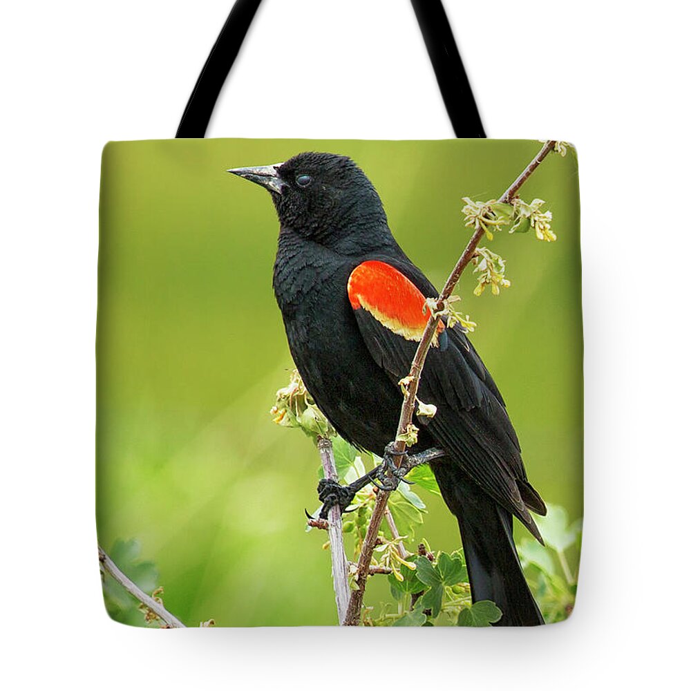 Red-winged Blackbird Tote Bag featuring the photograph Male Red-winged Blackbird by Belinda Greb