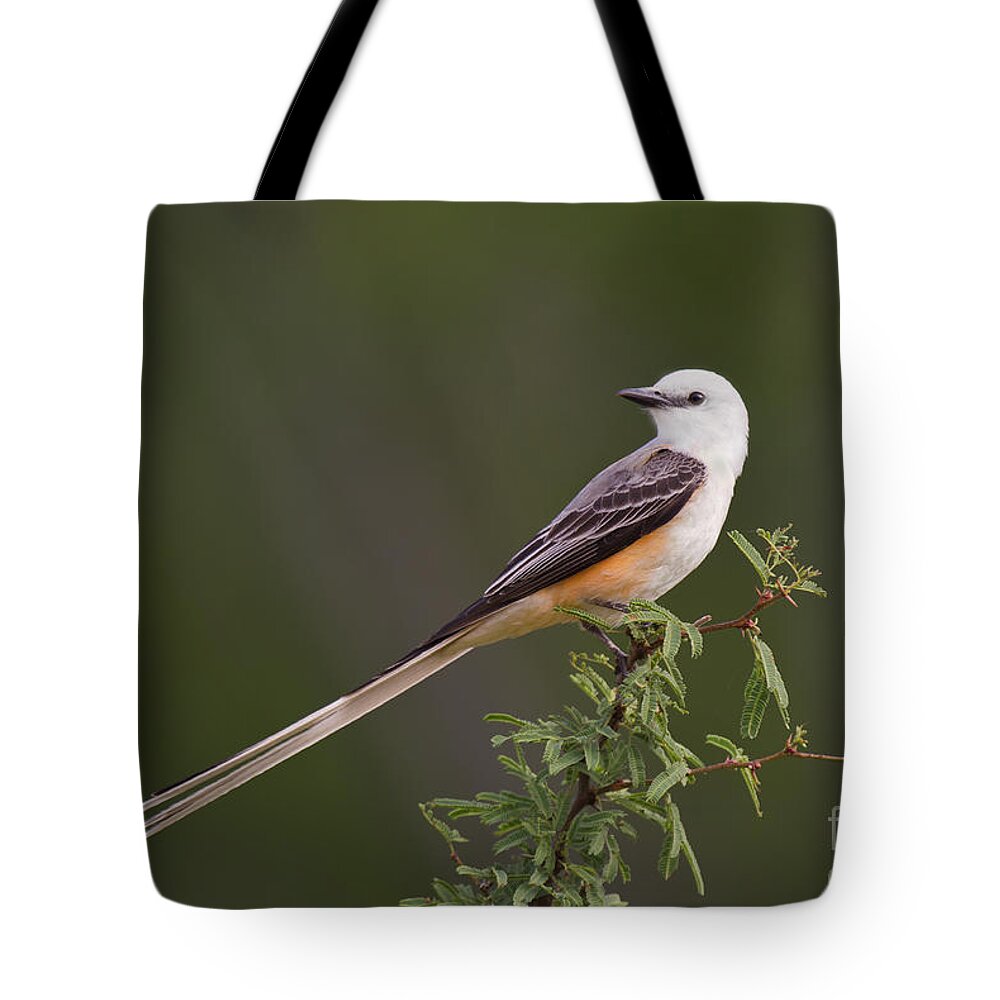 Dave Welling Tote Bag featuring the photograph Male Scissor-tail Flycatcher Tyrannus Forficatus Wild Texas by Dave Welling