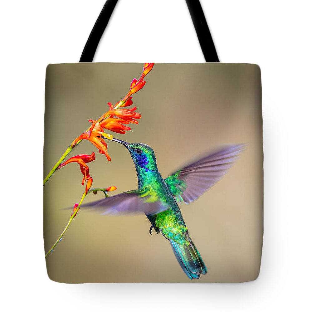 Costa Rica Tote Bag featuring the photograph Male Green Violetear Hummingbird by Fred J Lord