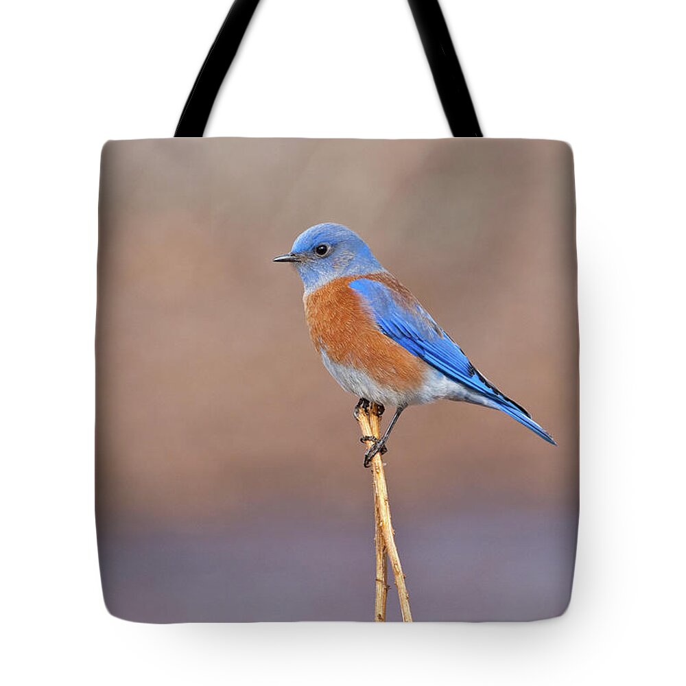 Adult Tote Bag featuring the photograph Male Western Bluebird Perched on a Stalk by Jeff Goulden