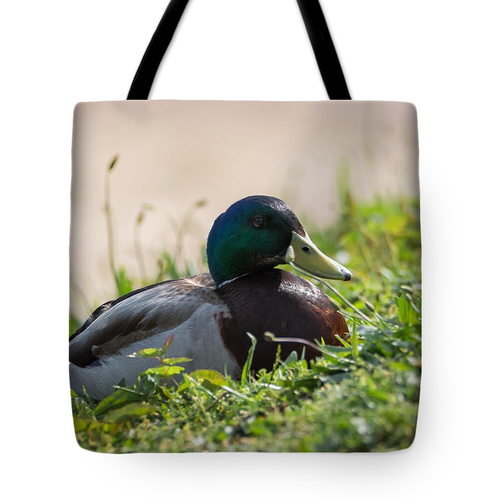 Mallard Tote Bag featuring the photograph Mallard Drake on the Ohio River Bank by Holden The Moment