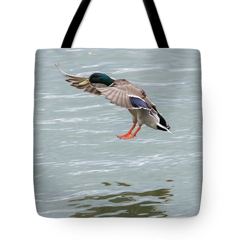 Mallard Tote Bag featuring the photograph Mallard Drake Coming In For A Landing On The Ohio by Holden The Moment