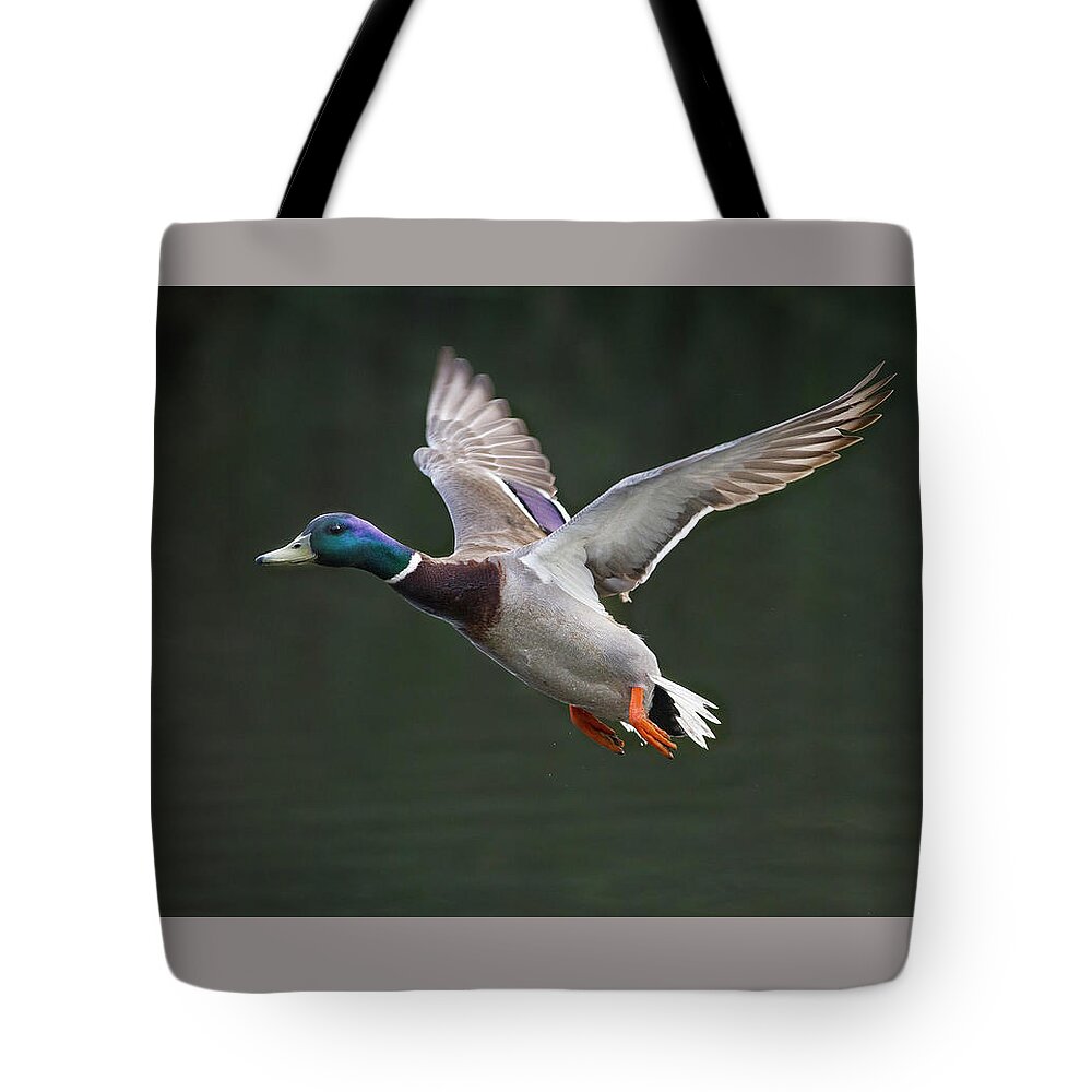 Mark Miller Photos Tote Bag featuring the photograph Mallard Drake in Flight by Mark Miller