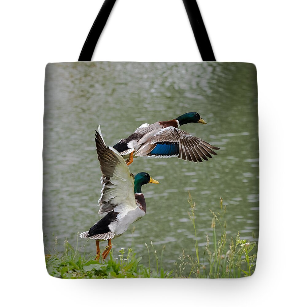 Mallard Tote Bag featuring the photograph Mallard Drakes by Holden The Moment