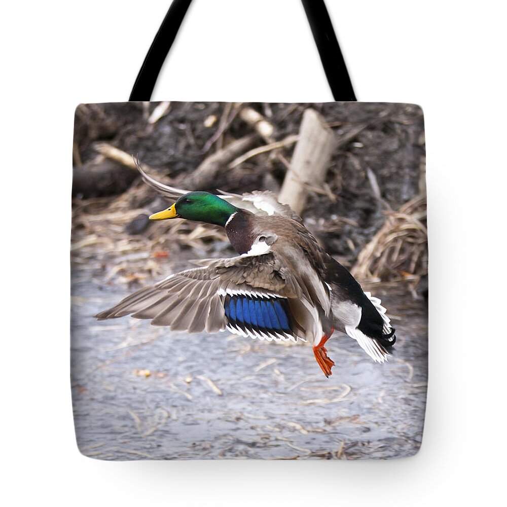 Duck Tote Bag featuring the photograph Mallard Flight by Douglas Kikendall