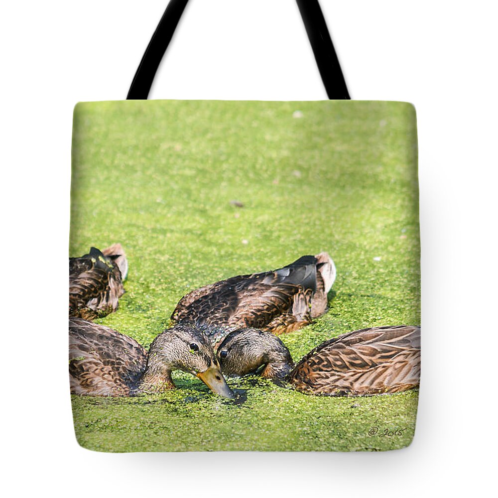 Mallards Tote Bag featuring the photograph Mallards Coming Up For Air by Ed Peterson