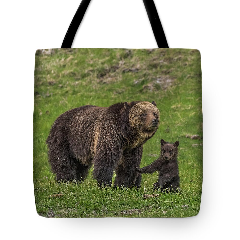 Beryl Springs Grizzly Sow Tote Bag featuring the photograph Mama Just Don't Move by Yeates Photography