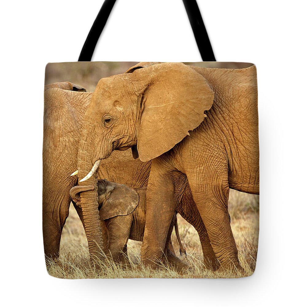 Elephants Tote Bag featuring the photograph Mama Knows Best by Steven Upton