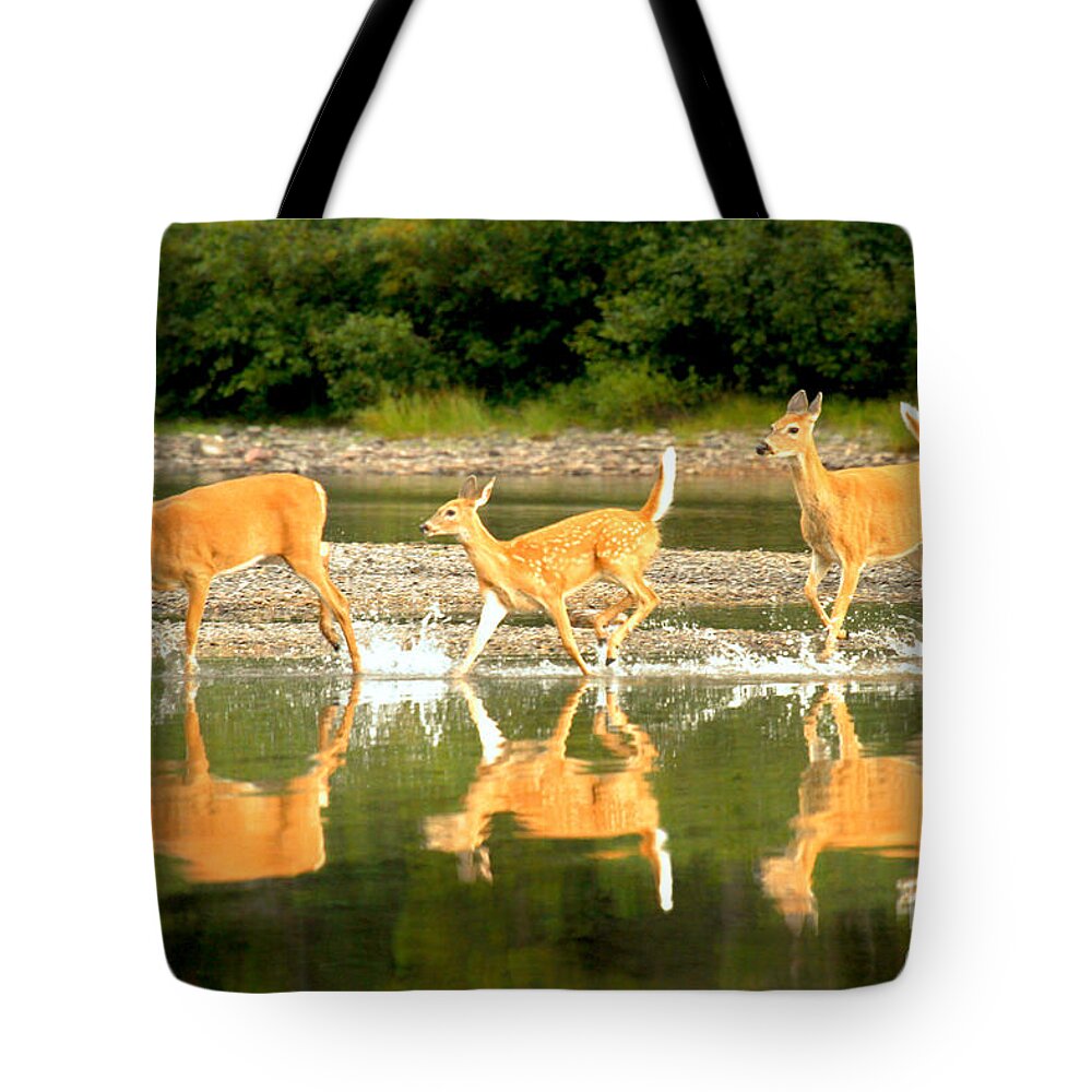  Tote Bag featuring the photograph Many Glacier Deer 2 by Adam Jewell