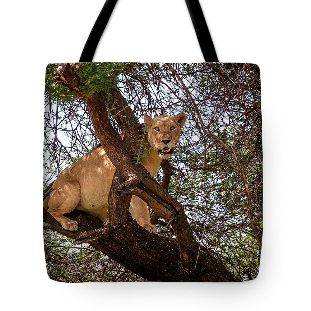 Africa Tote Bag featuring the photograph Manyara Tree Climbing Lion by Mary Lee Dereske