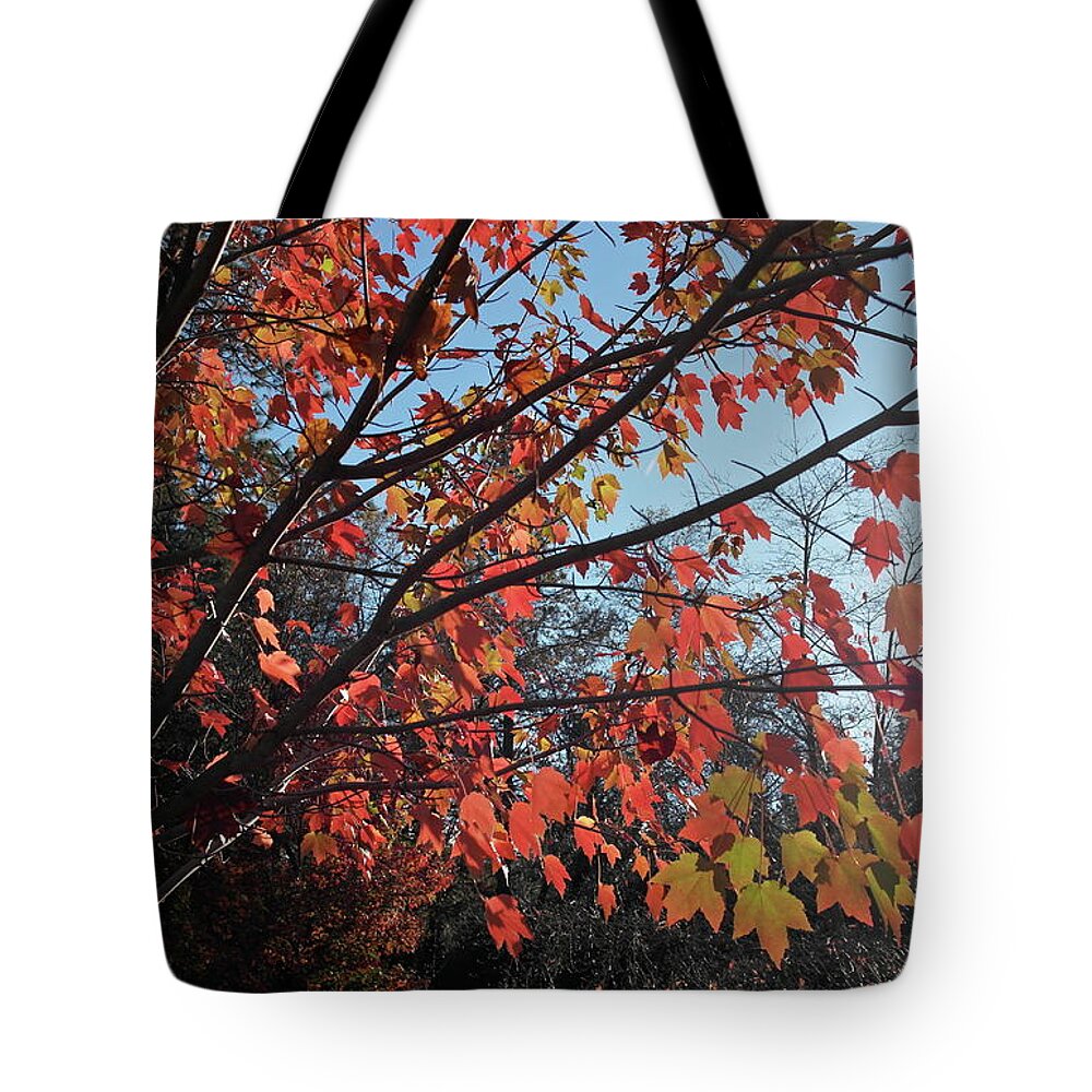 Bille Park Tote Bag featuring the photograph Maple Evening Illuminations by Michele Myers