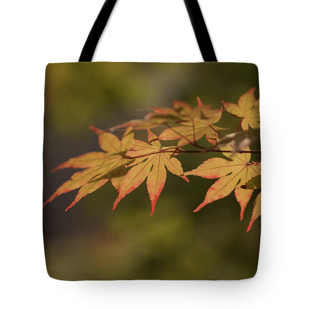Autume Tote Bag featuring the photograph Maple by Hyuntae Kim