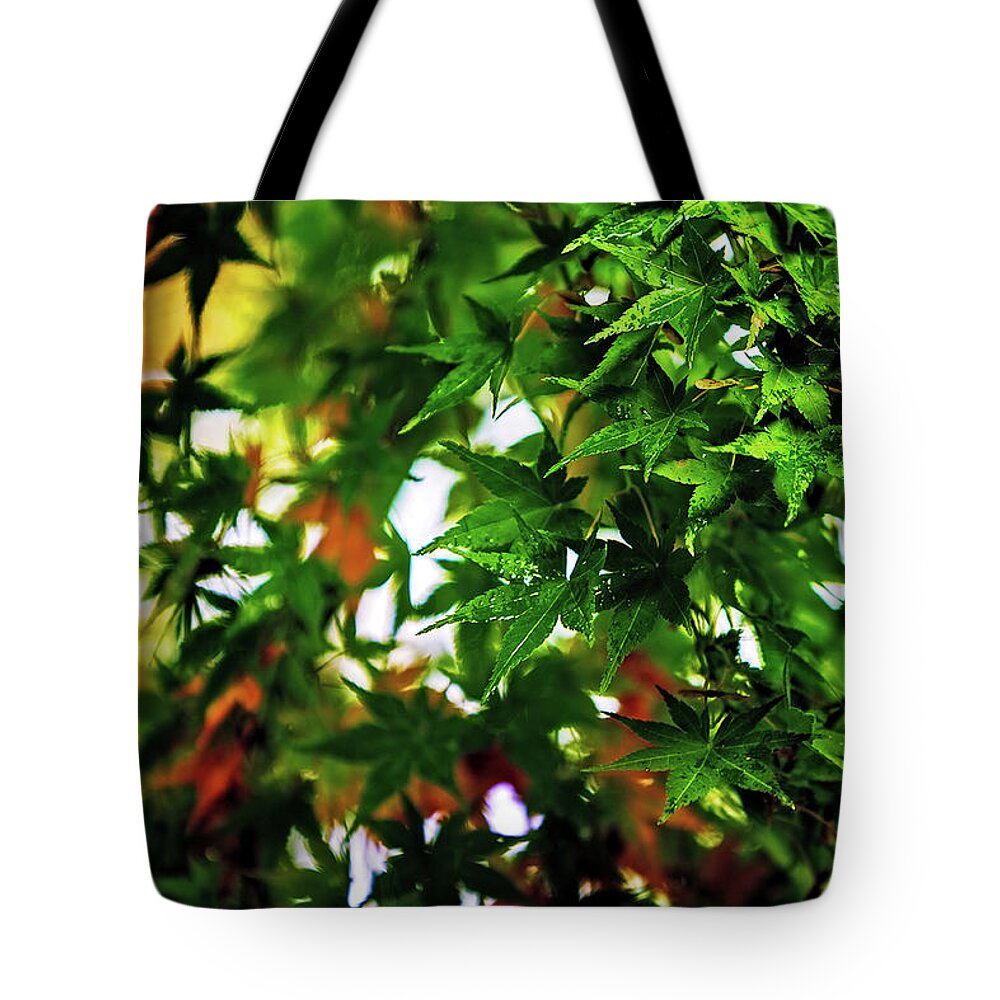 Maple Tote Bag featuring the photograph Maple in the Mist by Mark Lucey