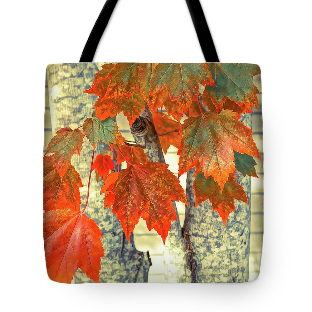 Maple Leaves Tote Bag featuring the photograph Maple by Ronda Broatch