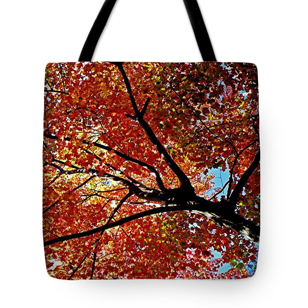 Autumn Tote Bag featuring the photograph Maple Tree in Autumn Glow by Juergen Roth