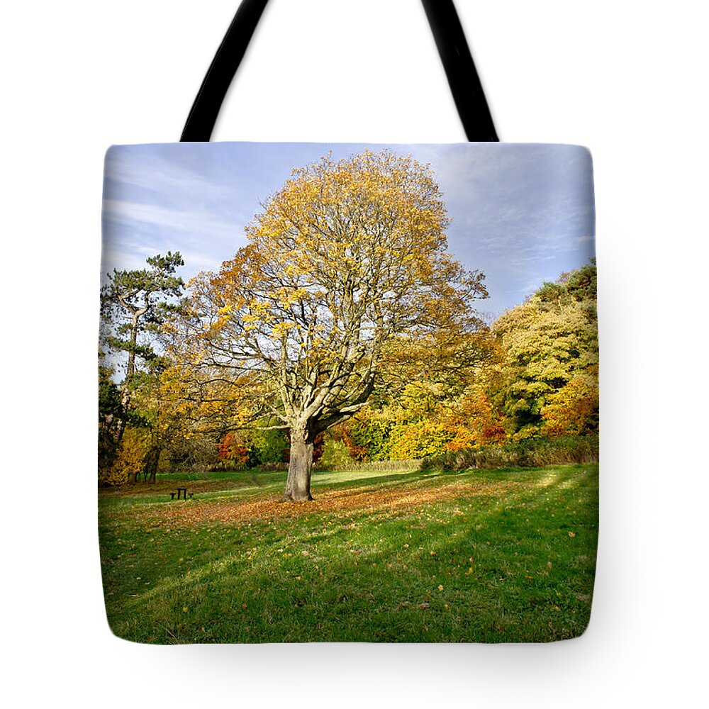 Scottish Tote Bag featuring the photograph Maple tree on the slope. by Elena Perelman
