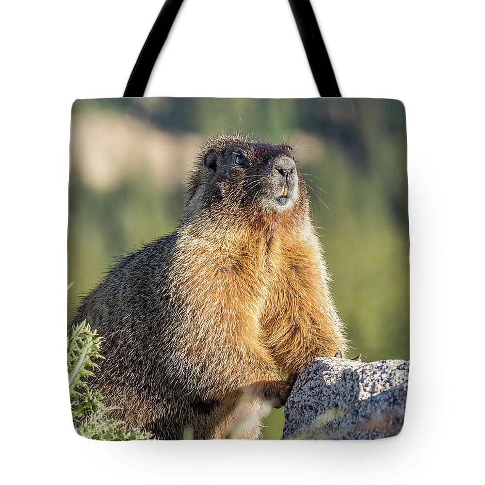 Marmot Tote Bag featuring the photograph Marmot with an Atitude by Tony Hake