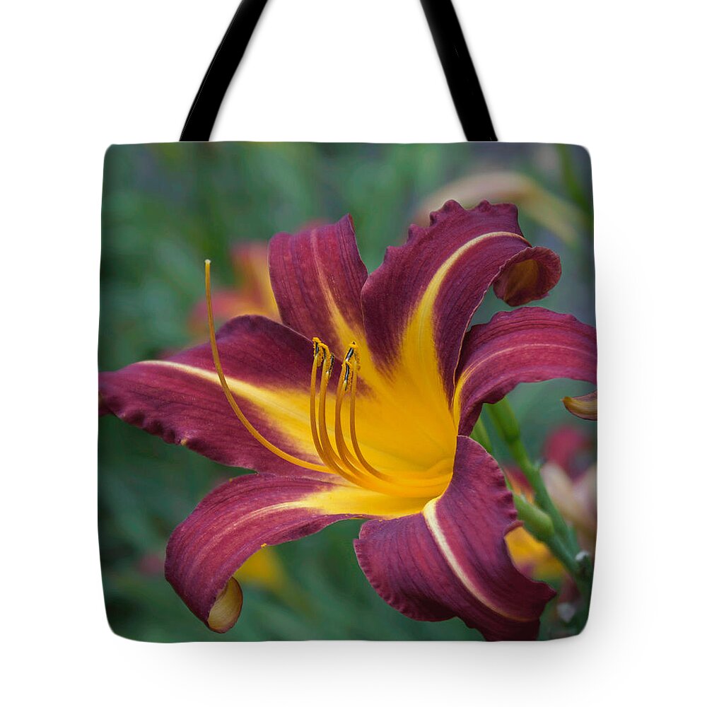 Lily Tote Bag featuring the photograph Maroon And Gold by Arlene Carmel