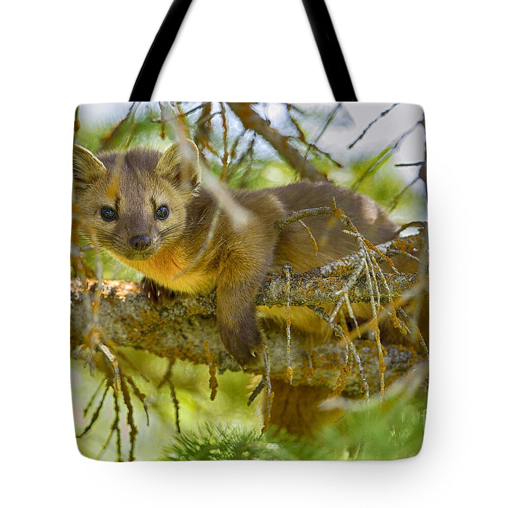 Pine Marten Tote Bag featuring the photograph Marten by Aaron Whittemore