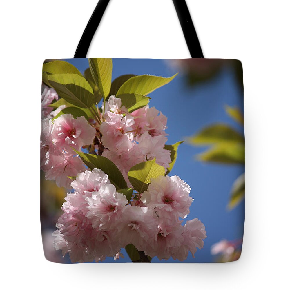 Maryland Tote Bag featuring the photograph Maryland Cherry Blossoms - In all its Beauty by Ronald Reid