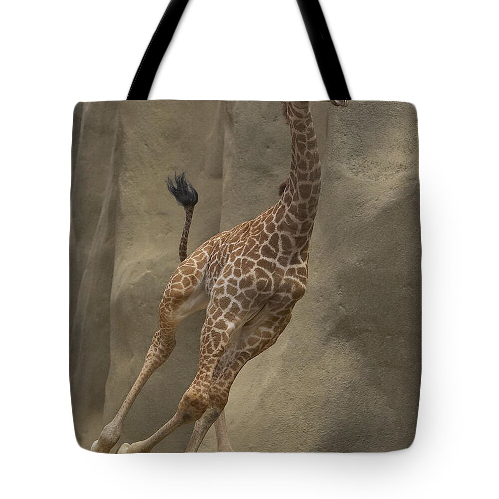 Mp Tote Bag featuring the photograph Masai Giraffe Giraffa Camelopardalis by San Diego Zoo