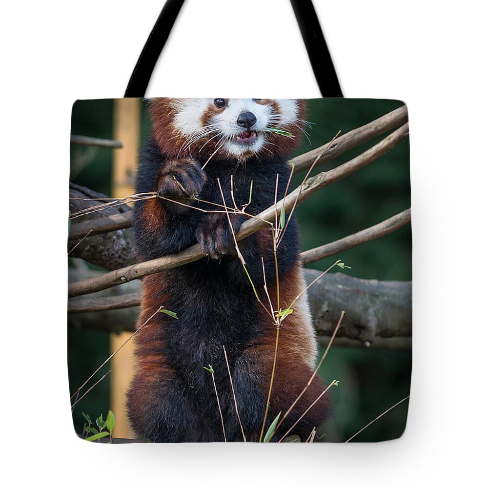 Greg Nyquist Tote Bag featuring the photograph Masala the Curious by Greg Nyquist