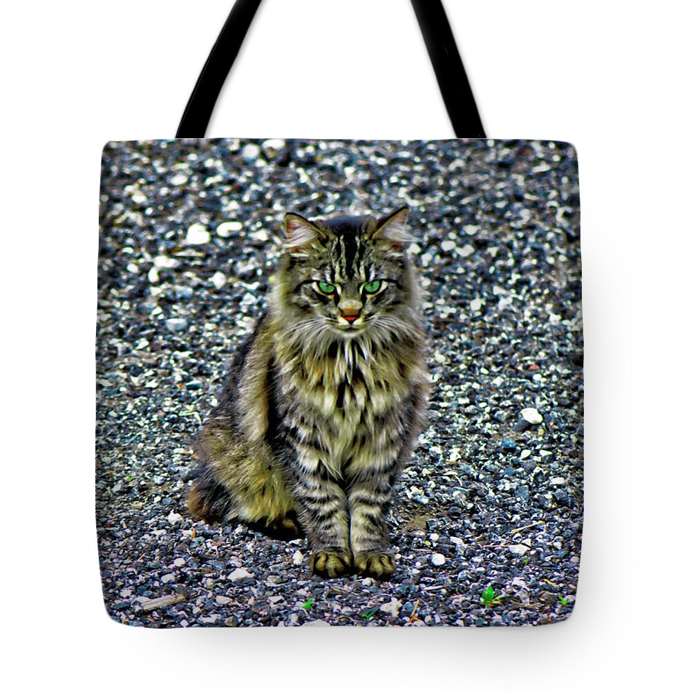 Main Coon Tote Bag featuring the photograph Mattie the Main Coon Cat by Gina O'Brien