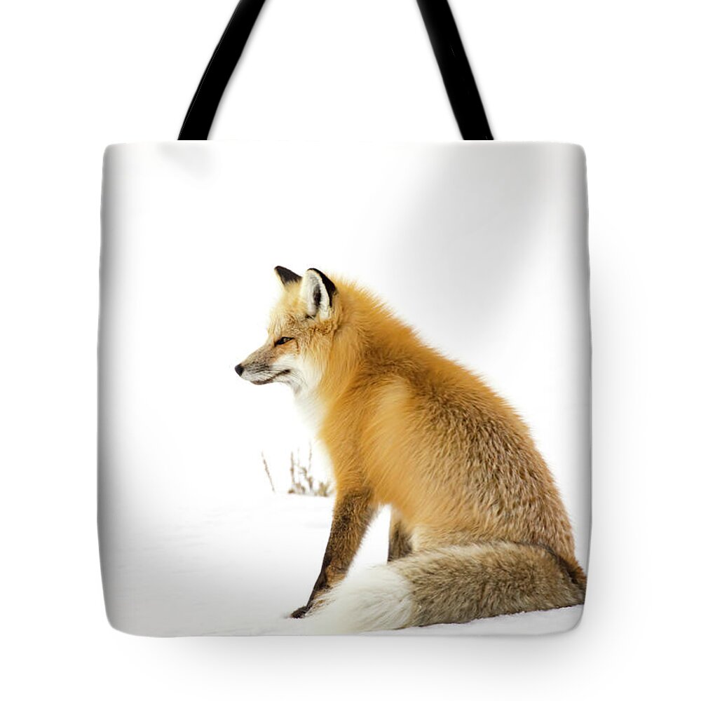 Vulpes Vulpes Tote Bag featuring the photograph Mature red fox sitting in snowy field in Yellowstone National Park by Karen Foley