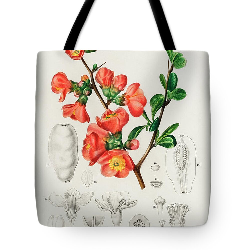 Vintage Tote Bag featuring the painting Maules quince - Cydonia japonica illustrated by Charles Dessalines by Vincent Monozlay