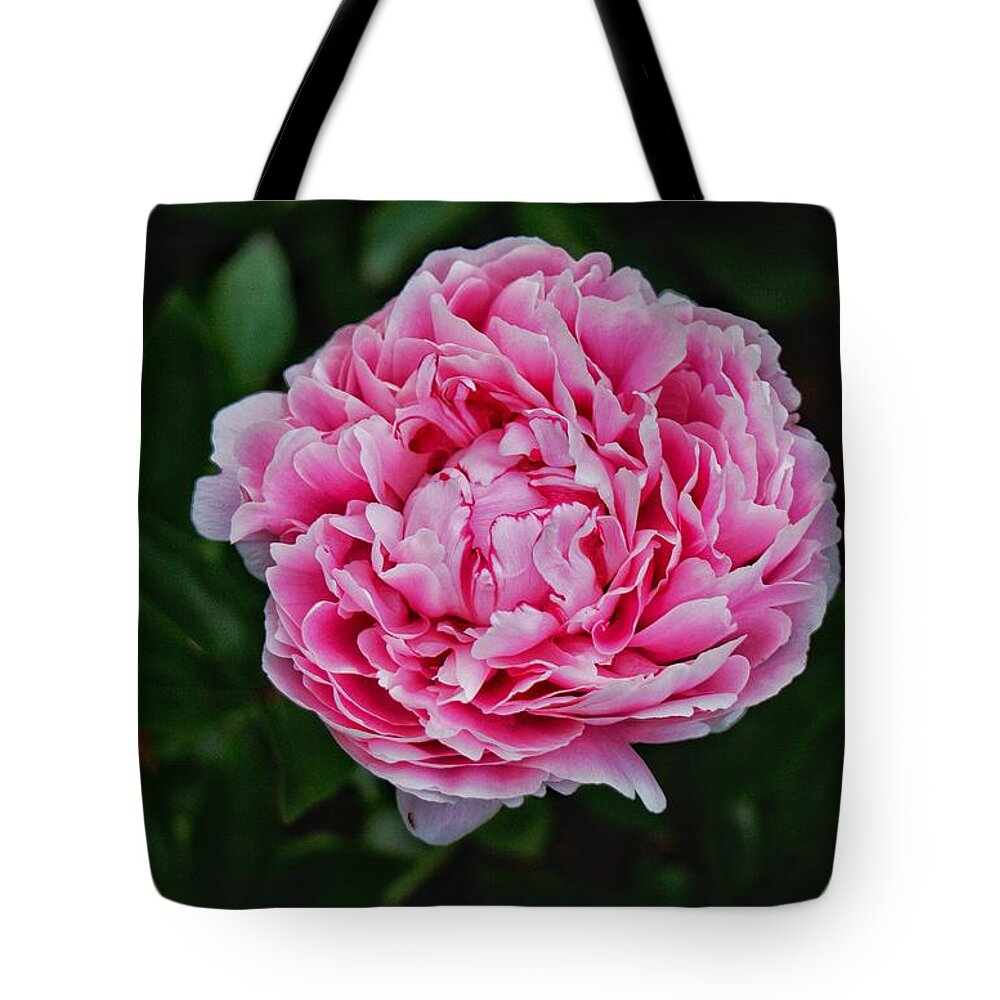 Peony Tote Bag featuring the photograph May Peony by Chris Berrier