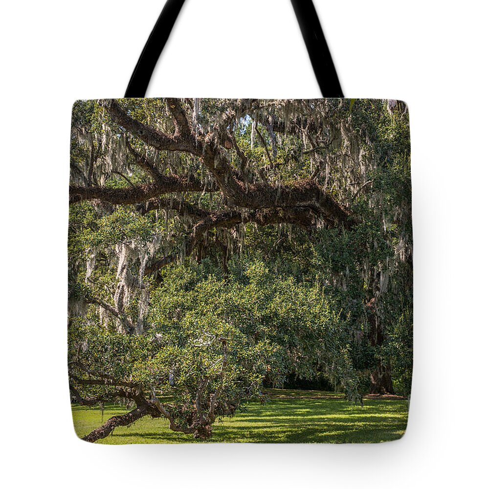 Live Oak Tree Tote Bag featuring the photograph McLeod Live Oak by Dale Powell