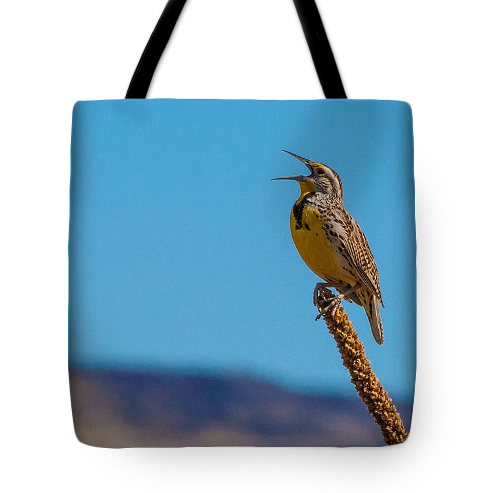 Meadowlark Tote Bag featuring the photograph Meadowlark In Spring by Mindy Musick King