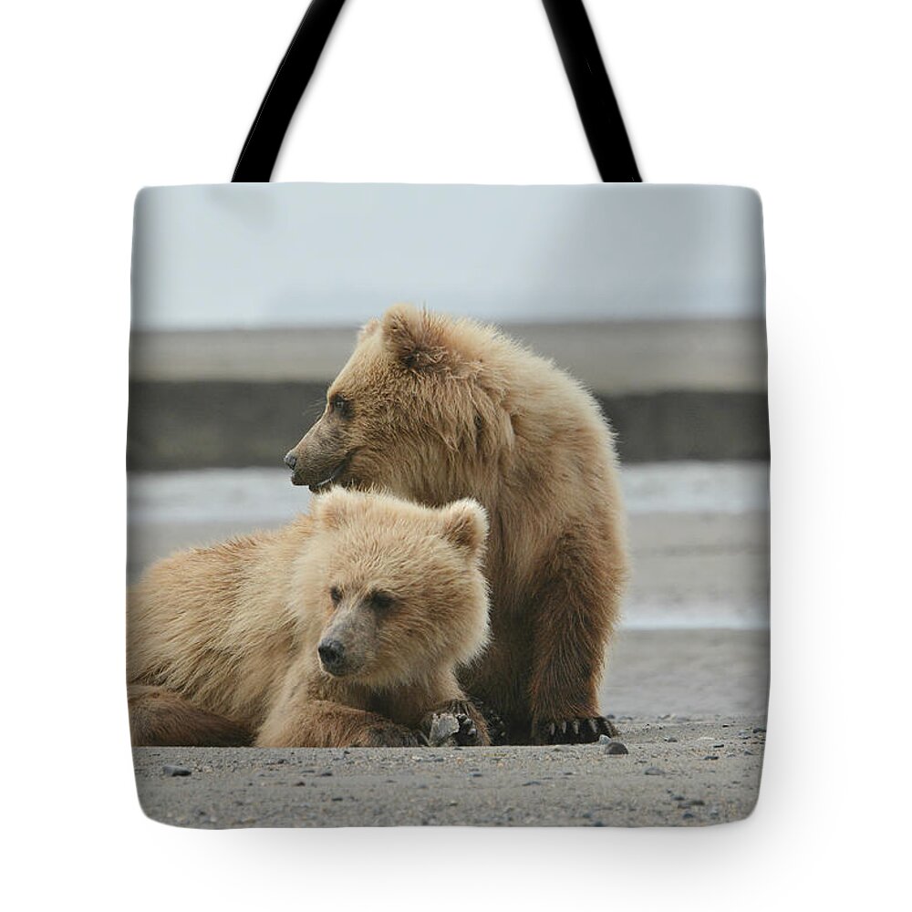 Grizzly Bear Cubs Tote Bag featuring the photograph Meal For Two by Fraida Gutovich