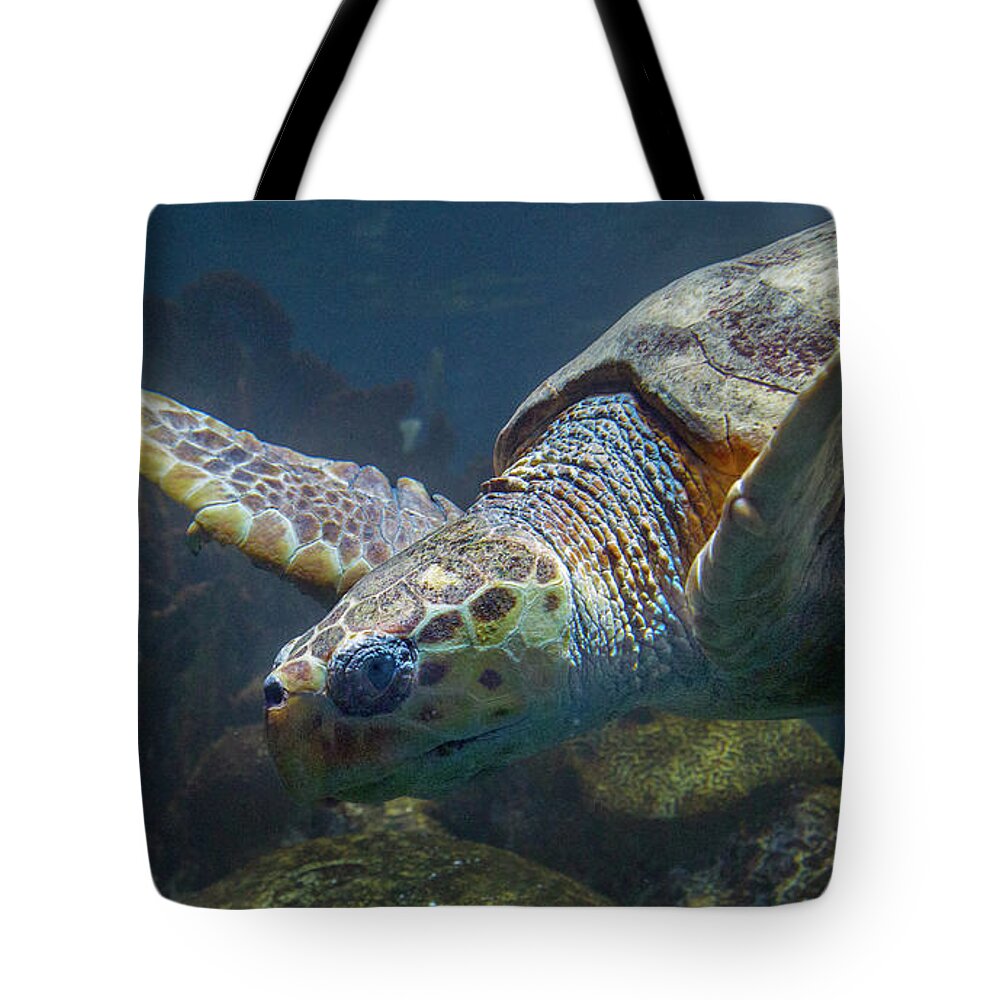 Designs Similar to Meandering Green Sea Turtle