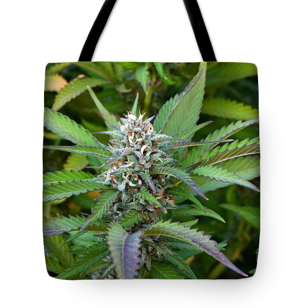 Cannabis Indica Tote Bag featuring the photograph Medicinal Marijuana Growing by Inga Spence