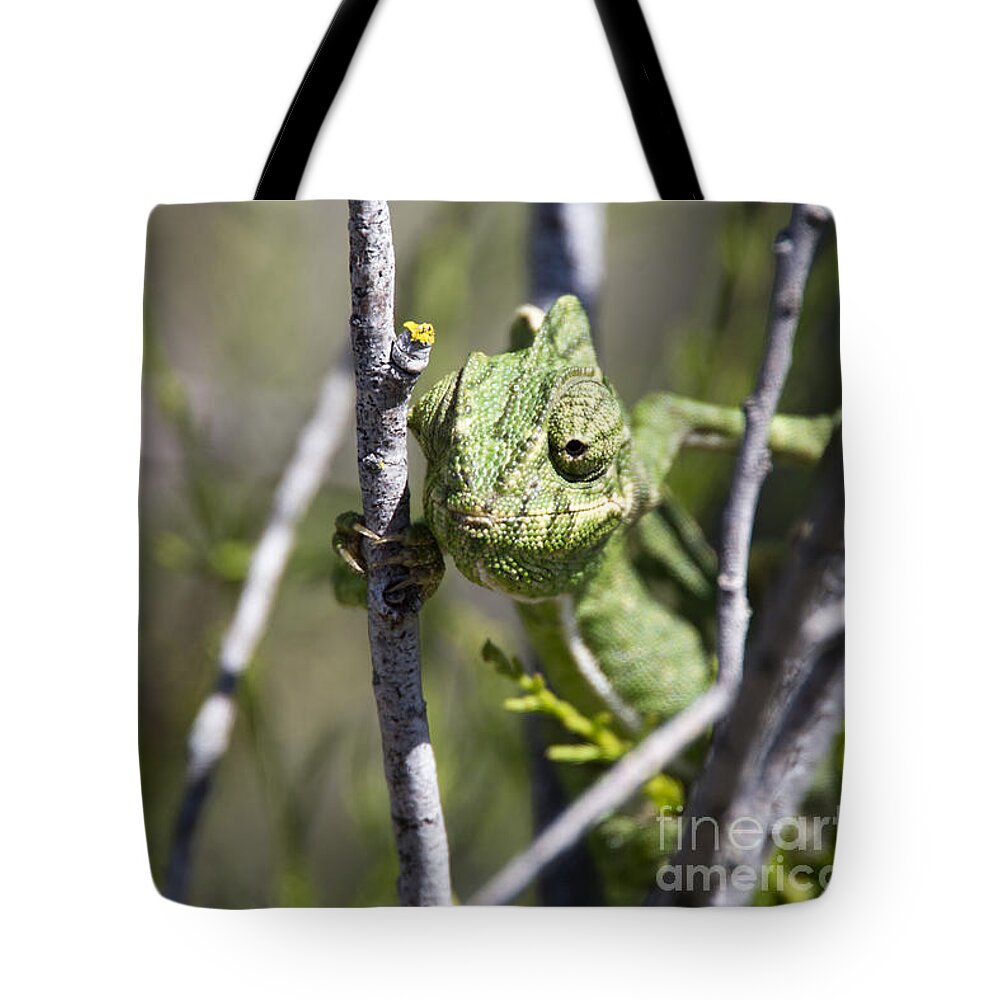 Mediterranean Chameleon Tote Bag featuring the photograph Mediterranean Chameleon by Tony Mills