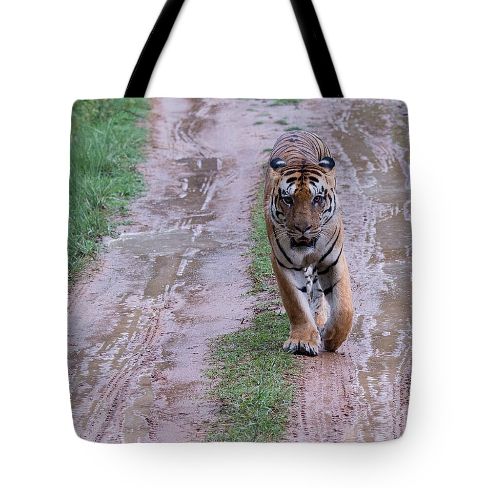 Tiger Tote Bag featuring the photograph Face to Face with a Tiger One Rainy Afternoon by Fotosas Photography