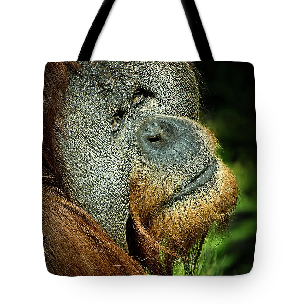 Animal Tote Bag featuring the photograph Melancholy by Bruce Bonnett