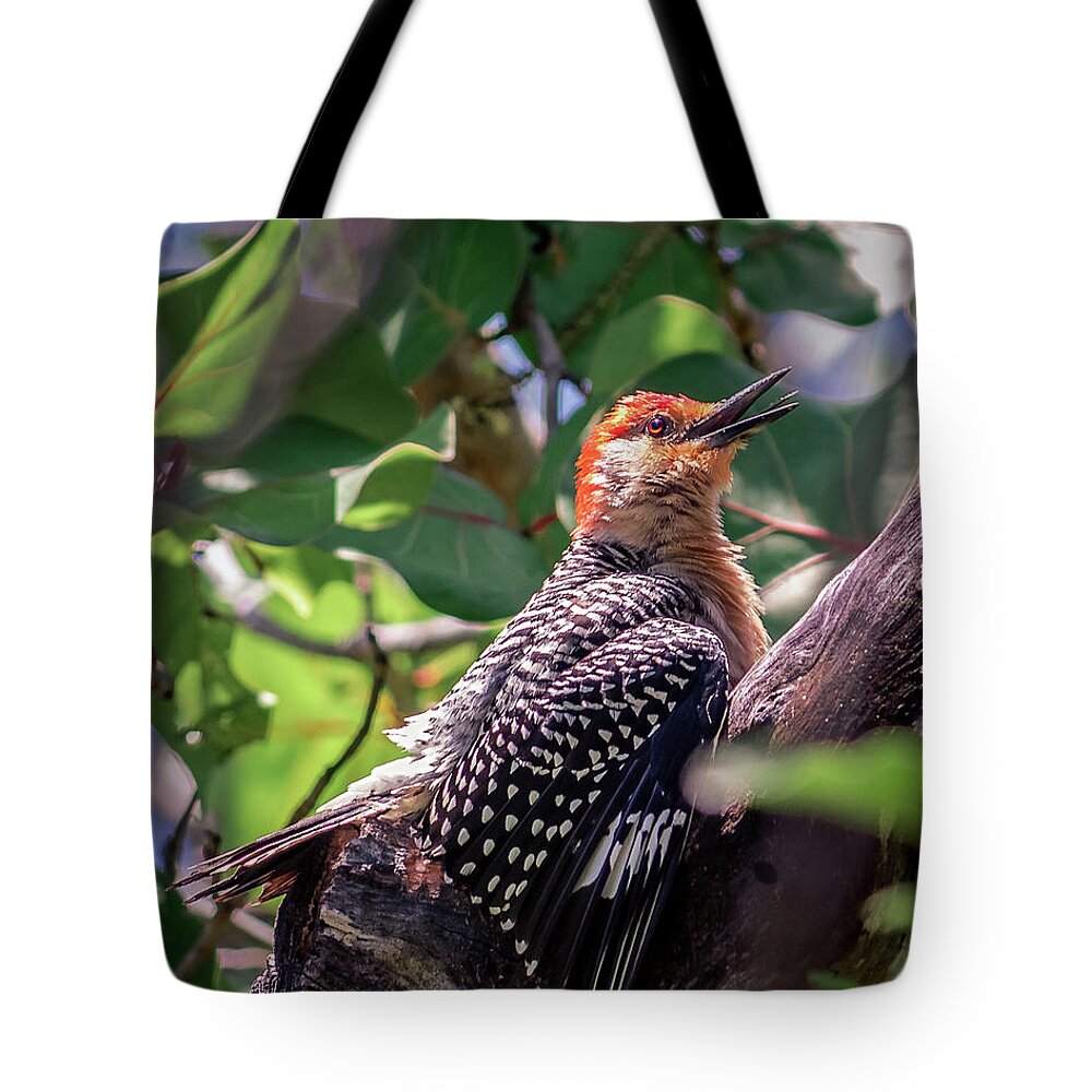 America Tote Bag featuring the photograph Melanerpes carolinus by Traveler's Pics